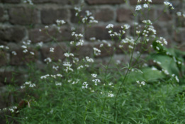 Asperula tinctoriaVerfbedstro bestellen